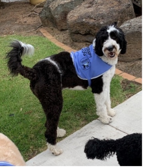Molly the therapy dog at Meraki Early Learning Centre
