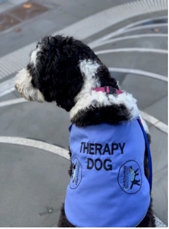 Molly in her therapy dog jacket at Meraki